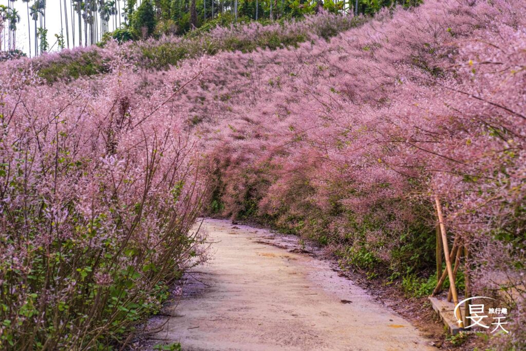 瑰蜜甜心玫瑰園:粉色麝香木花海 瑰蜜甜心玫瑰園:粉色麝香木花海