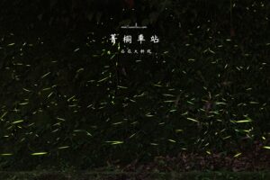 新北平溪｜菁桐車站半日遊，石底大斜坑廢墟＋夜間賞螢火蟲