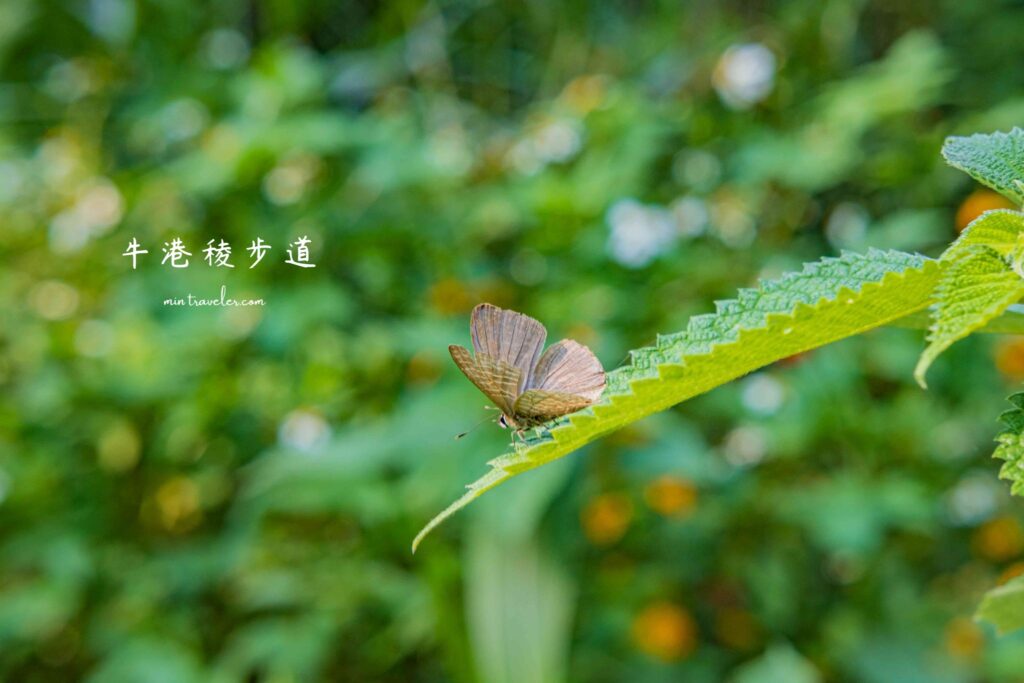 新北牛港稜步道|觀音山超好拍,生態豐富、輕鬆飽覽山海雙景的健行路線 新北牛港稜步道|觀音山超好拍,生態豐富、輕鬆飽覽山海雙景的健行路線