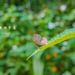 新北牛港稜步道｜觀音山超好拍，生態豐富、輕鬆飽覽山海雙景的健行路線