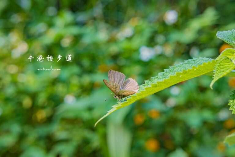 新北牛港稜步道｜觀音山超好拍，生態豐富、輕鬆飽覽山海雙景的健行路線