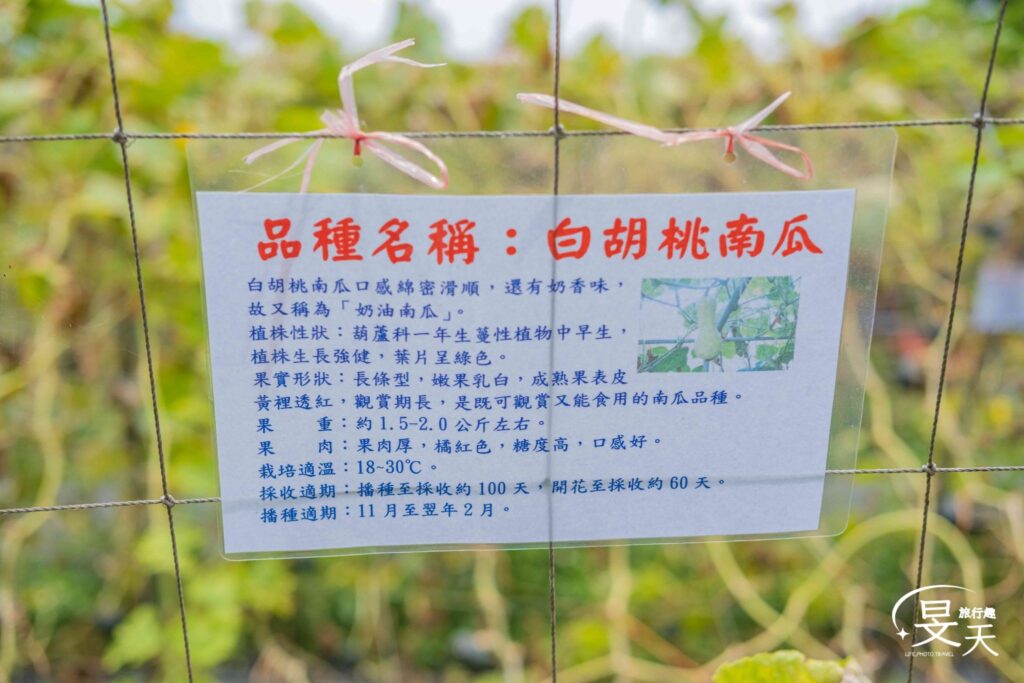 淡水南瓜隧道；白胡桃南瓜