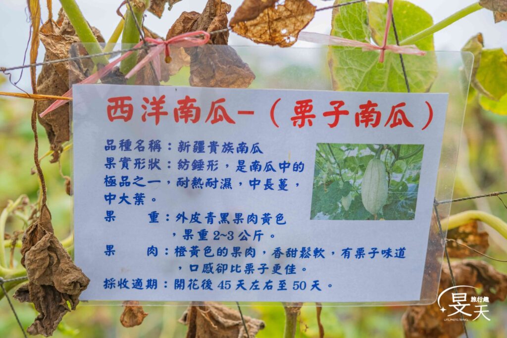 淡水南瓜隧道；新疆貴族南瓜