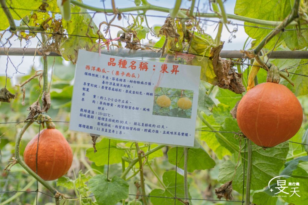 淡水南瓜隧道；東昇南瓜