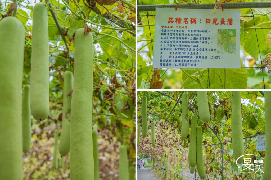 淡水南瓜隧道；日光長蒲南瓜
