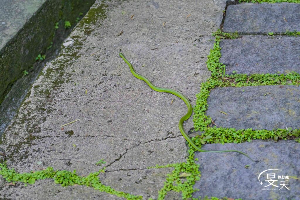 新北牛港稜步道|觀音山超好拍,生態豐富、輕鬆飽覽山海雙景的健行路線 新北牛港稜步道|觀音山超好拍,生態豐富、輕鬆飽覽山海雙景的健行路線