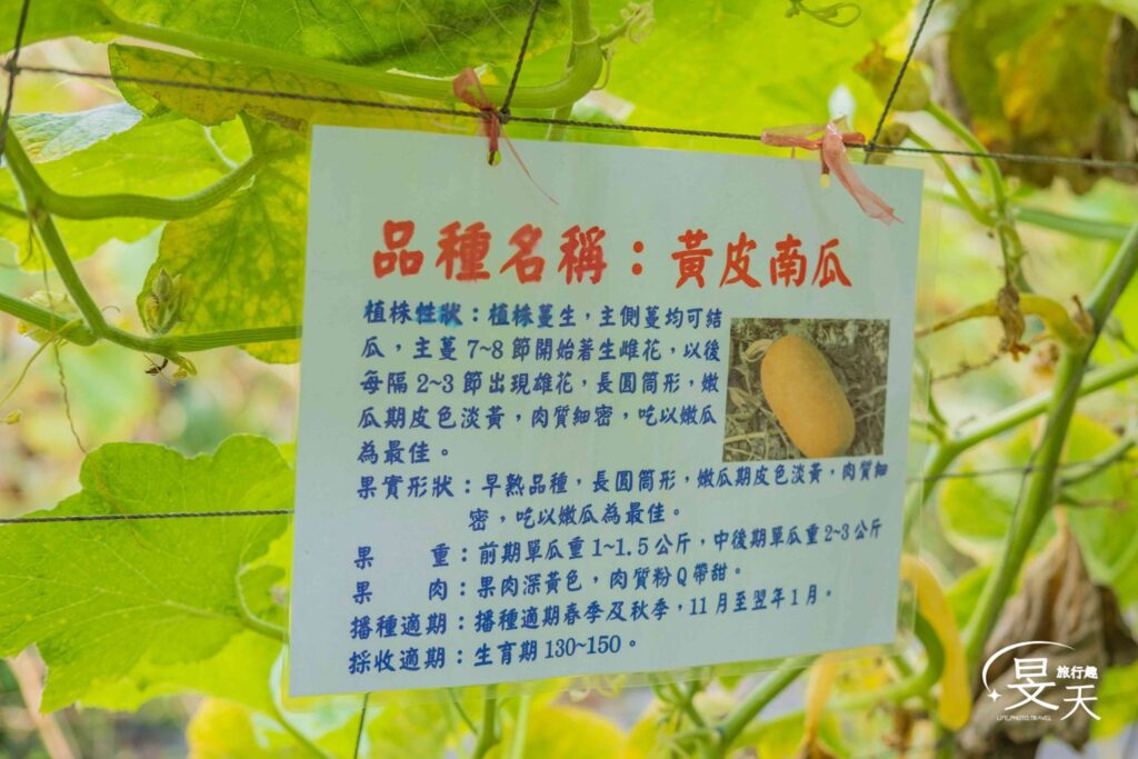 淡水南瓜隧道；黃皮南瓜