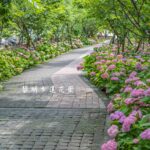 新北泰山黎明步道花園｜5月繽紛繡球花海！春夏限定賞櫻＋炮仗花牆+蜀葵輪番登場