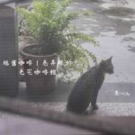 板橋旭舊咖啡廳｜靜靜藏在巷弄裡的老宅，都市中的寧靜角落
