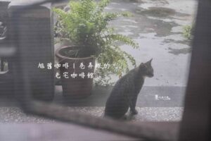 板橋旭舊咖啡廳|靜靜藏在巷弄裡的老宅,都市中的寧靜角落