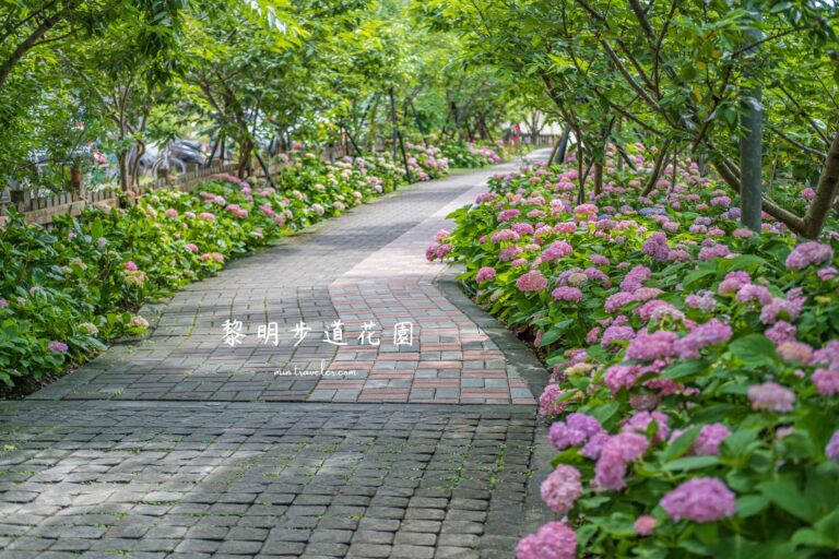 新北泰山黎明步道花園｜5月繽紛繡球花海！春夏限定賞櫻＋炮仗花牆+蜀葵輪番登場