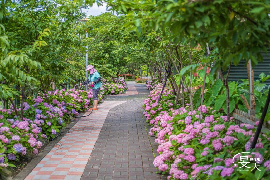 黎明步道花園;繡球花 黎明步道花園;繡球花