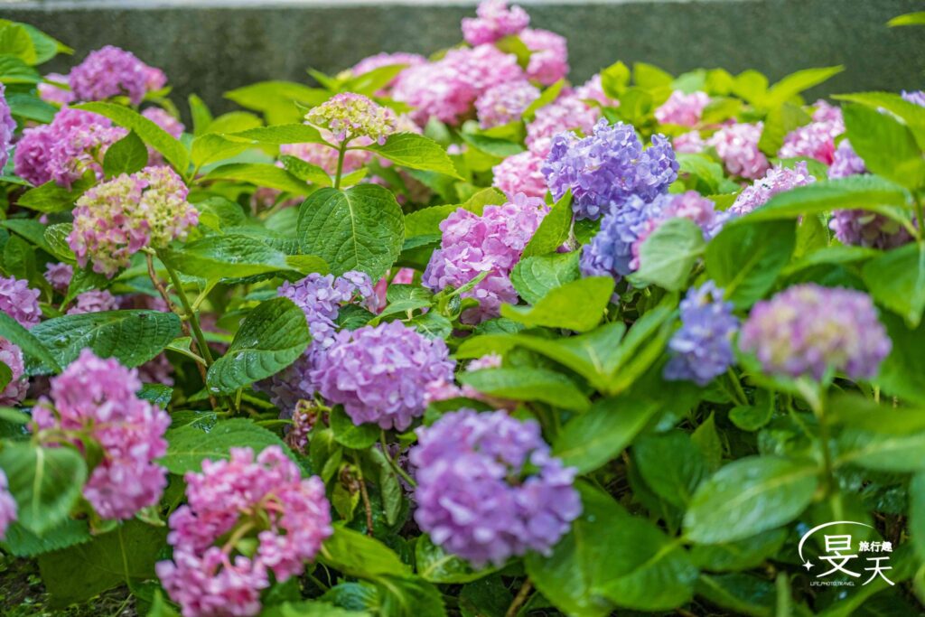 黎明步道花園;繡球花 黎明步道花園;繡球花