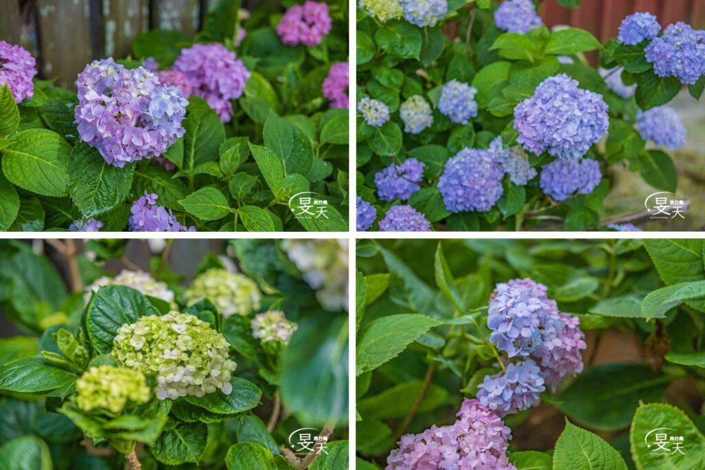 黎明步道花園;繡球花 黎明步道花園;繡球花