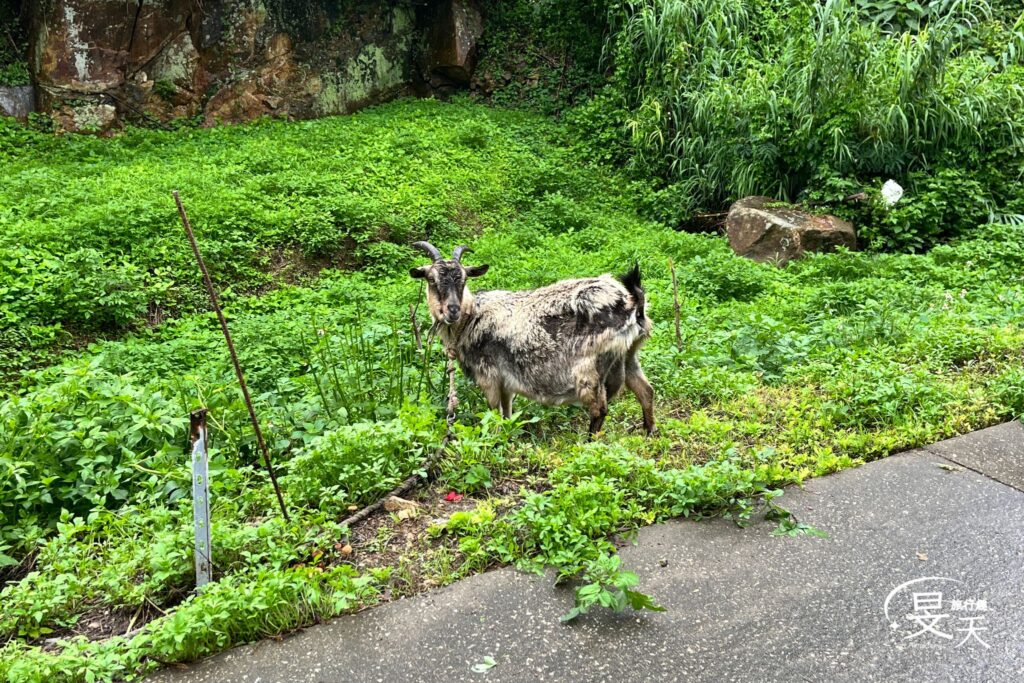 馬祖三天兩夜｜走進馬祖南竿，藍眼淚保證班&戰地人文景點一次玩透 