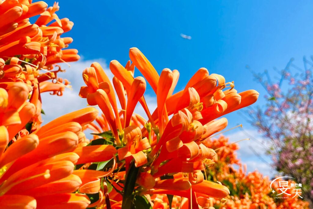 黎明步道花園;炮仗紅 黎明步道花園;炮仗紅