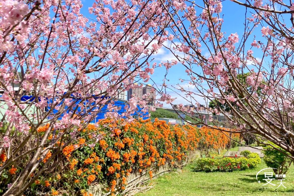 黎明步道花園;櫻花&炮仗紅 黎明步道花園;櫻花&炮仗紅