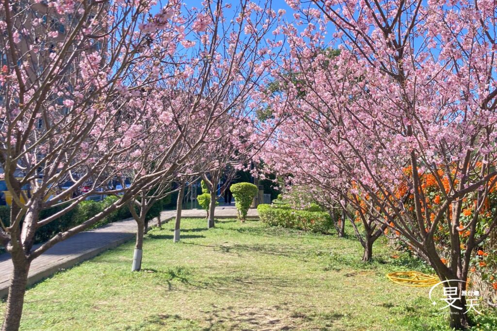 黎明步道花園;櫻花 黎明步道花園;櫻花