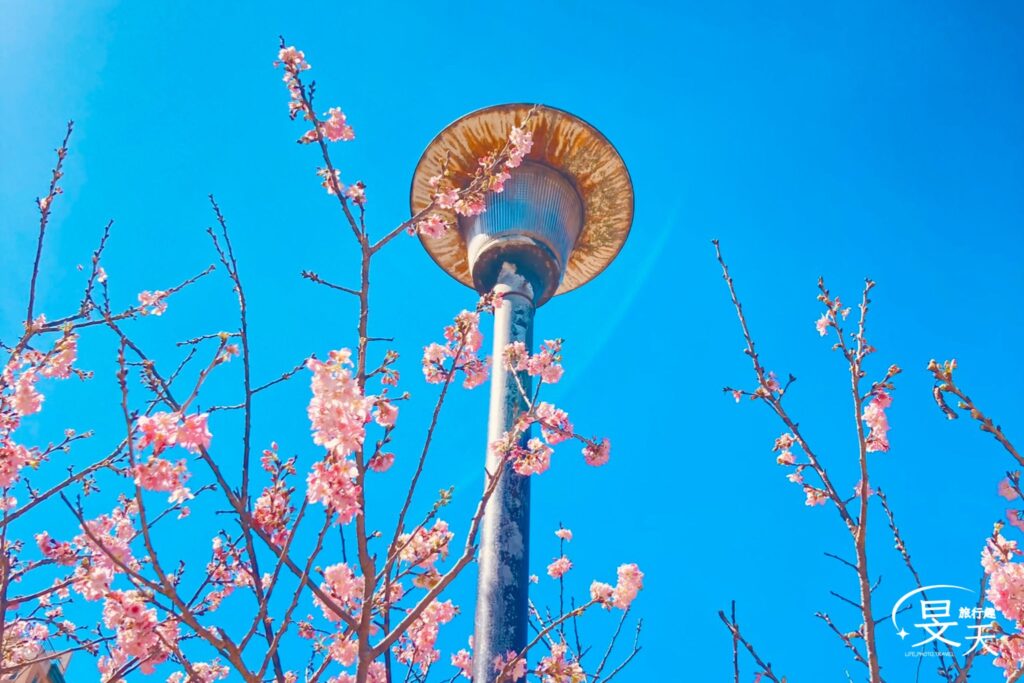 黎明步道花園;櫻花 黎明步道花園;櫻花
