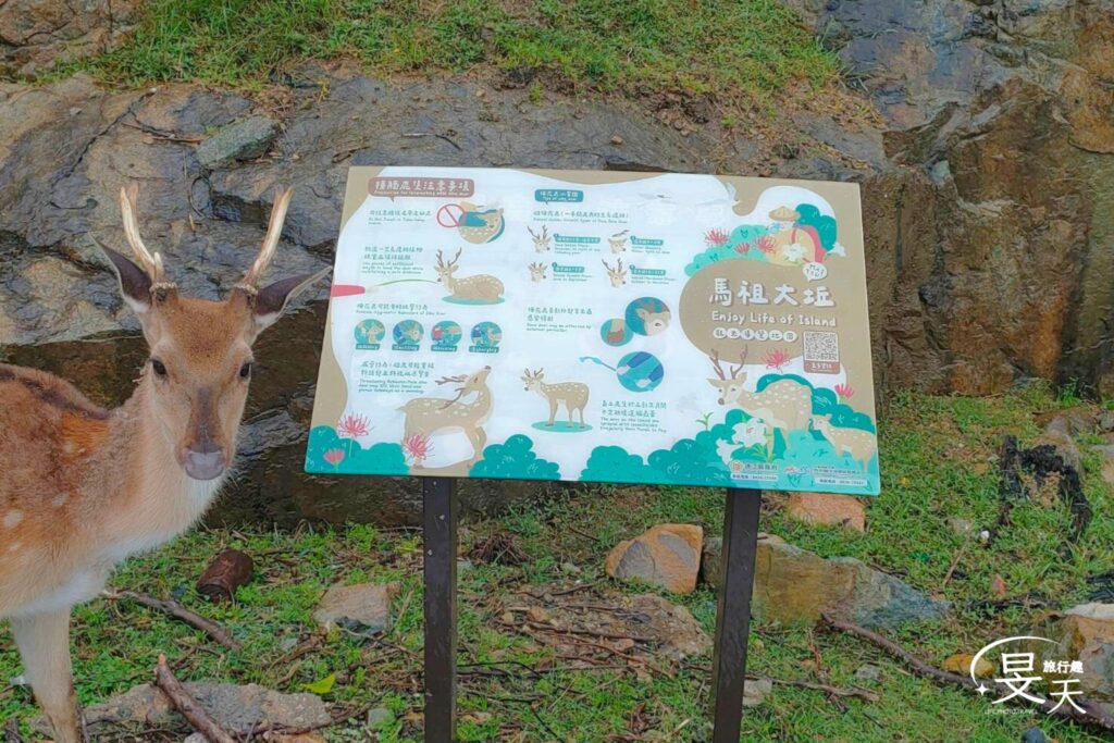 大坵島;接觸鹿的注意事項 大坵島;接觸鹿的注意事項