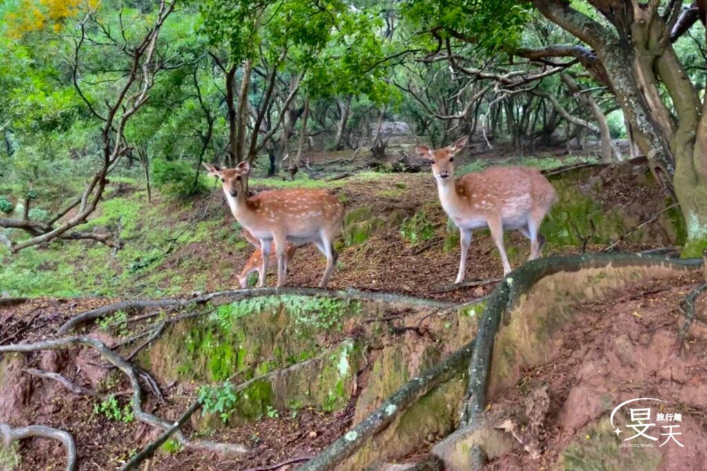 馬祖三天兩夜｜北竿&大坵島-在風雨中尋鹿，於芹壁石屋間安放時光 
