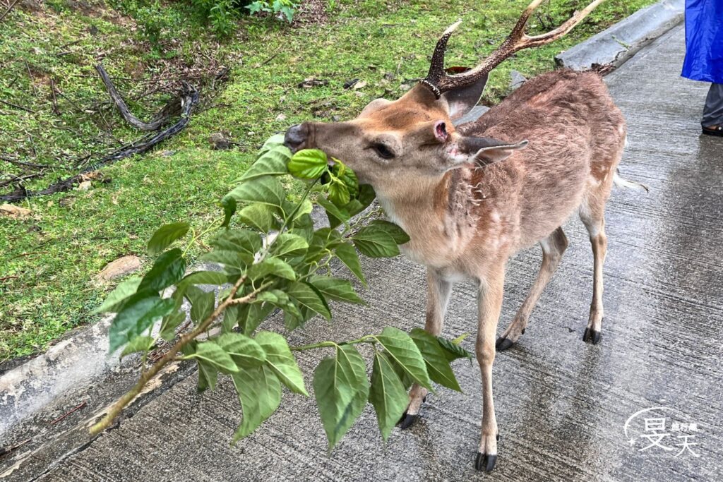 馬祖三天兩夜｜北竿&大坵島-在風雨中尋鹿，於芹壁石屋間安放時光 