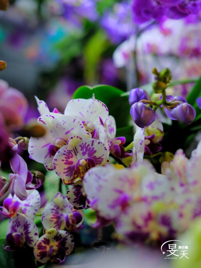 台灣國際蘭花展