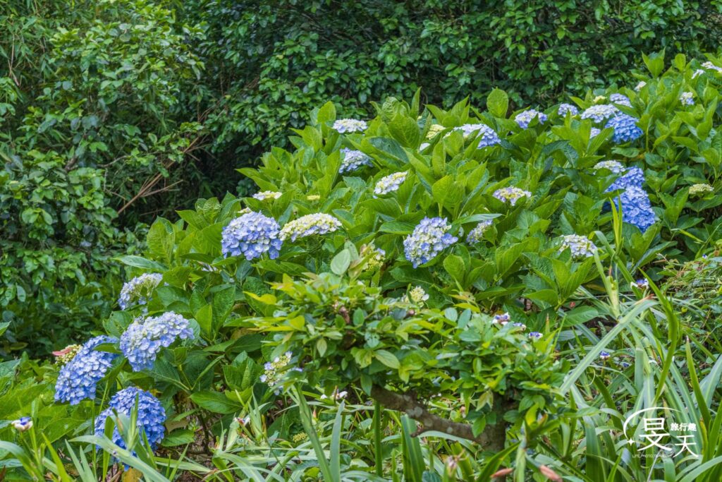 硬漢嶺登山步道 繡球花