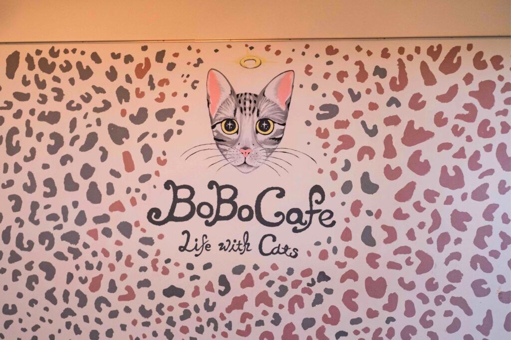 從貓窩到山林！【豹豹咖啡館】療癒下午茶x超萌貓主子！新北觀音山貓奴的聚餐新基地