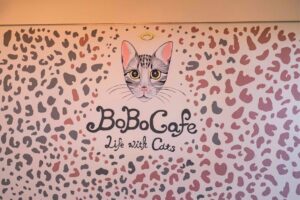 從貓窩到山林！【豹豹咖啡館】療癒下午茶x超萌貓主子！新北觀音山貓奴的聚餐新基地