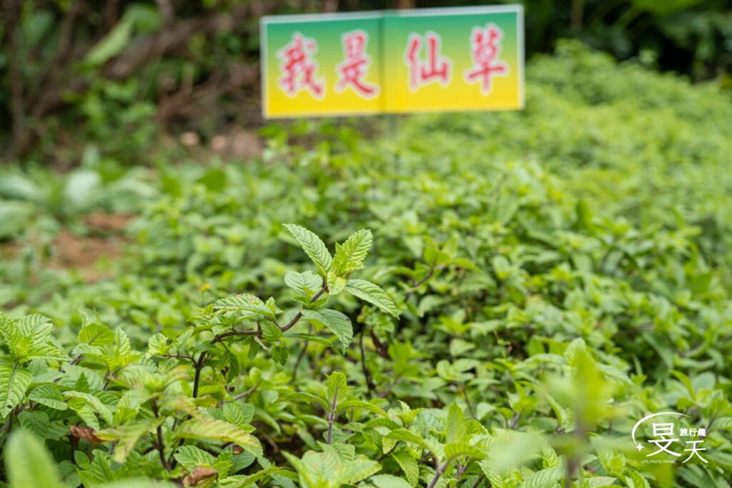 關西仙草博物館