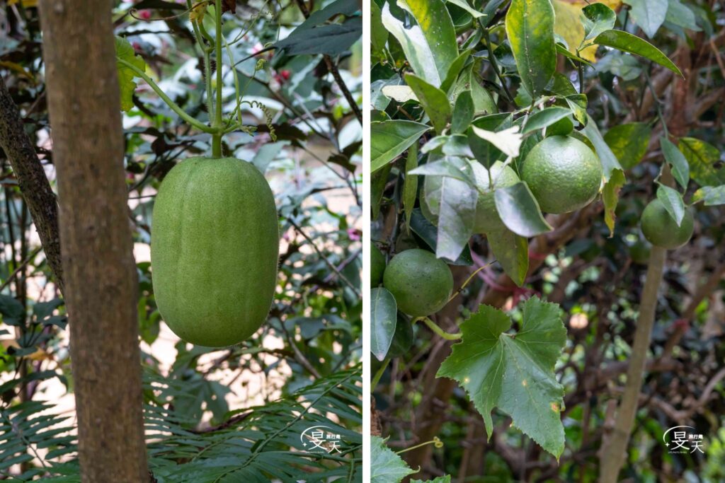 關西仙草博物館